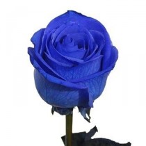 Blue rose 80 cm.