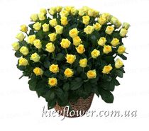 75 yellow roses in a basket
